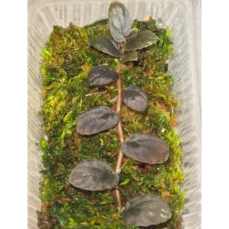 Pellionia sp. from Binh Dinh Vietnam