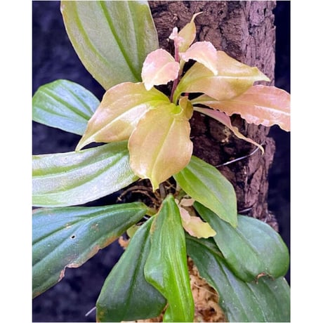 Medinilla sp. from Nueva Vizcaya Luzon Philippines