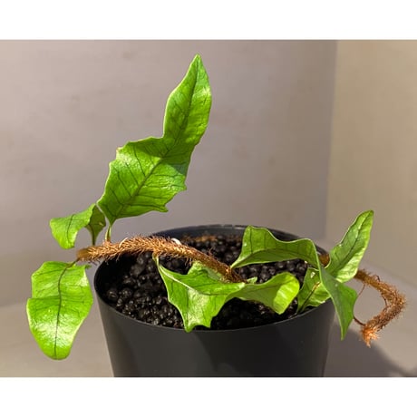 Microgramma lycopodioides from Costa Rica 伊藤蟻植物農園