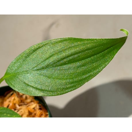 Homalomena sp. "蛟" from Sumatera Utara [LA0318-02] ①