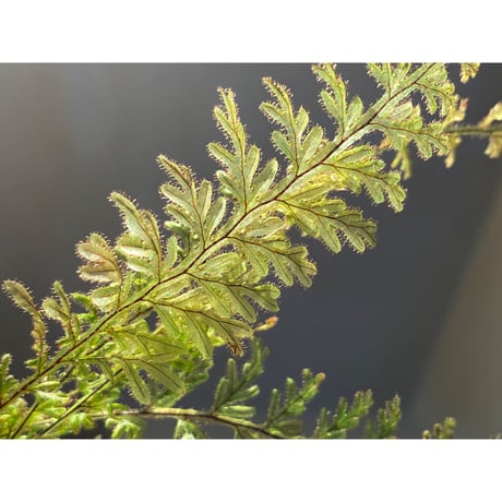 Hymenophyllum sp. from Ecuador 東京ドームらん展購入増殖株 [KSB]