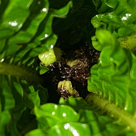 Blechnum gibbum Dwarf