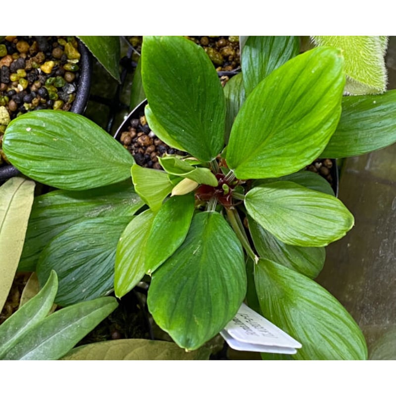 Homalomena sp. [LA0317-z-r] | M・R・G・R