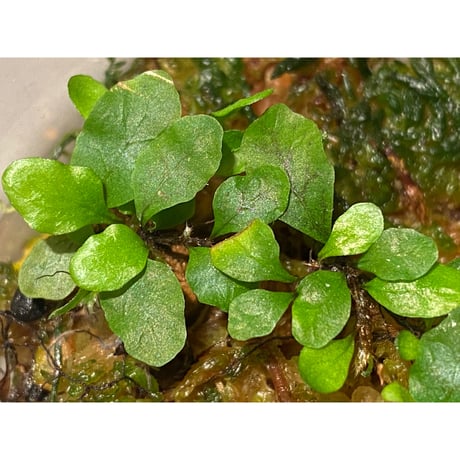 Microgramma heterophylla