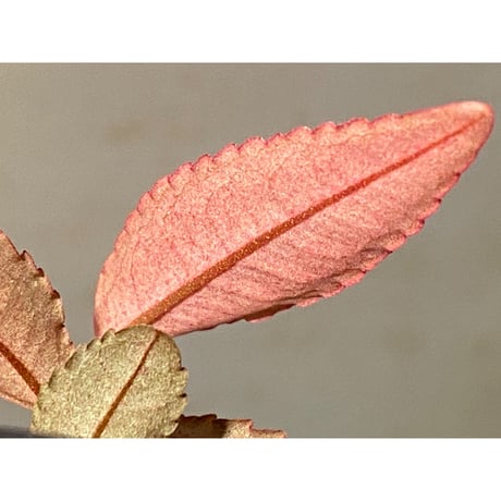 Labisia pumila from Solok sumatera [LA0117-01]
