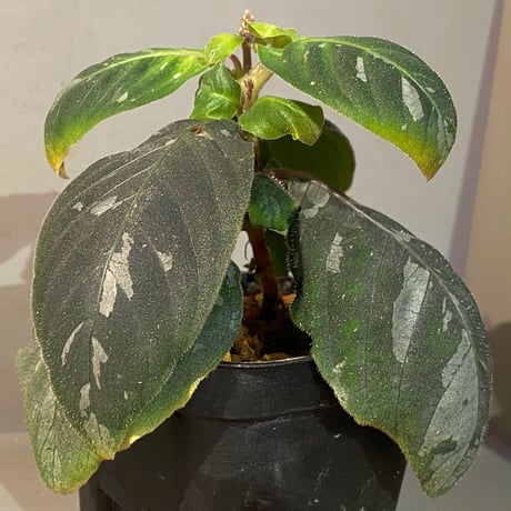 Gymnostachyum sp. from Tigalingga [HW0219-02]