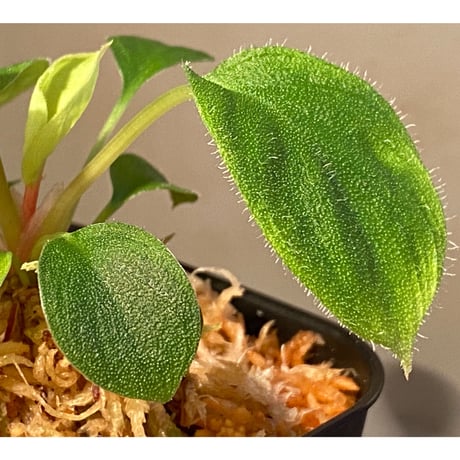 Homalomena sp. from Sumatera  Utara [LA0718-z-u]