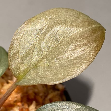 Homalomena sp. "Silver Bullet" from Pulau Lingga [AZ0917-1]