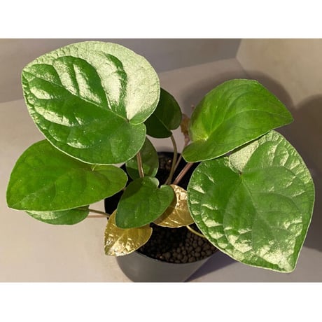 Unknown from Iquitos Peru [tanakay]