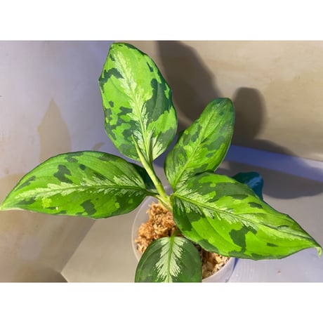 Aglaonema pictum "マルチカラー白玉" D.F.S from Sumatera barat [AZ0912-1]