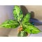 Aglaonema pictum \"マルチカラー白玉\" D.F.S from Sumatera barat [AZ0912-1]