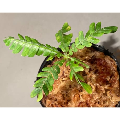 Biophytum sp. BB8th [LA]