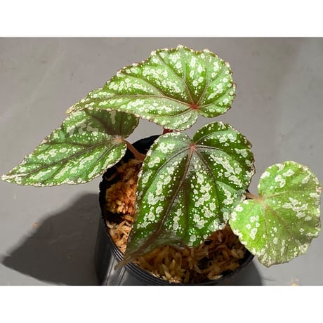 Begonia handelii var. prostrata from Viet Nam