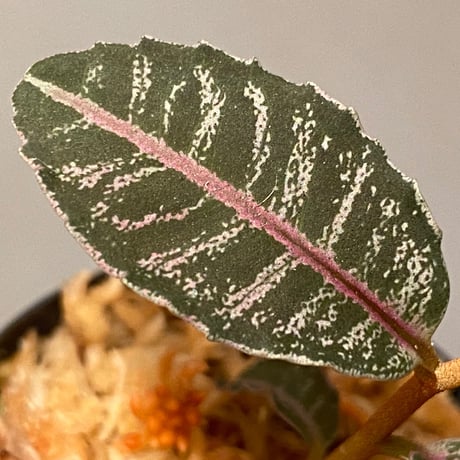 Labisia sp. from Riau