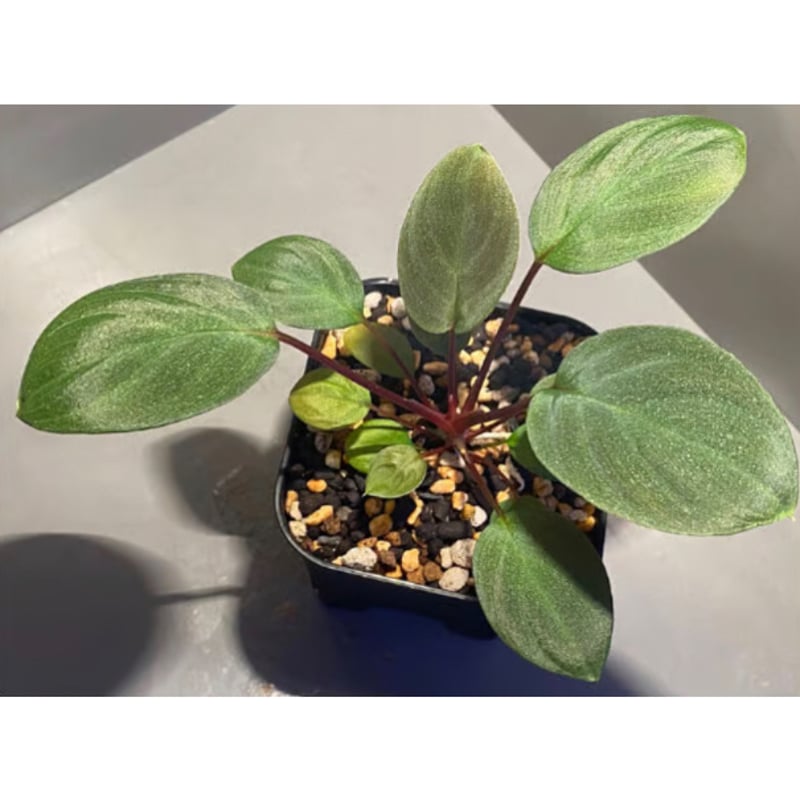 熱帯植物 PP便正規タグ付 ホマロメナsp.赤備 PP-241105-18 熱帯植物 PP便正規タグ付 ホマロメナsp.赤備 PP-241105-18