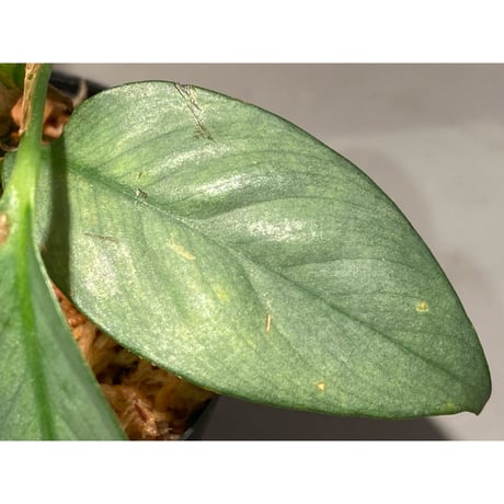 Rhaphidophora sp. "Silver" from Pulau Singkep