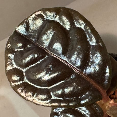 Ardisia sp. from Kayulapis [TB]
