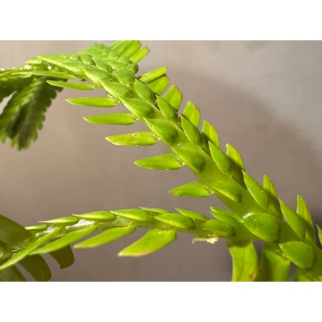 Selaginella sp. from Landak West Kalimantan