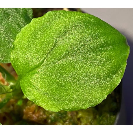 Homalomena sp. (Green) from Solok sumatera [LA0214-3]