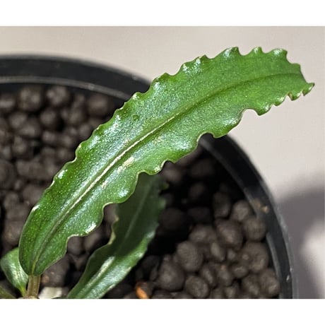 Bucephalandra sp. "MEDUSA"