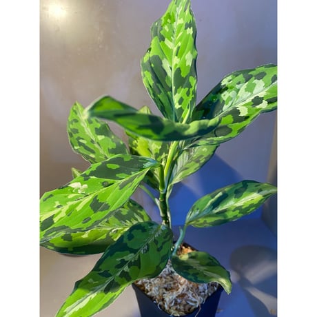 Aglaonema pictum "マルチカラー白玉" D.F.S from Sumatera barat [AZ0912-1]