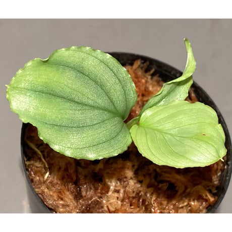 Homalomena sp. "Green" from Bogor
