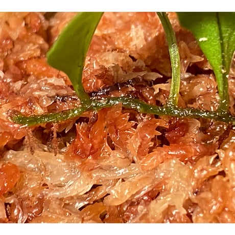 Microsorum sp. "Timika" Papua [TB]