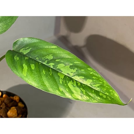 Schismatoglottis sp. from Jambi sumatera