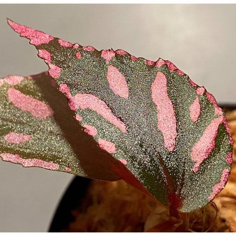 Begonia sp. ぼっち株 from Julau [R1214-01b]