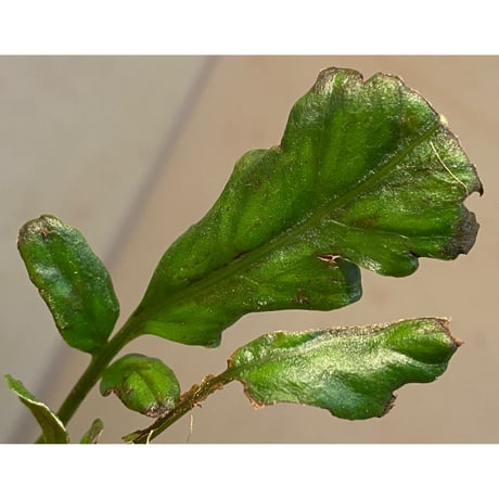 Bolbitis sinuosa from Philippines
