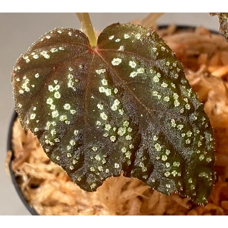 Begonia tenuifolia from Sukasada Bali [S0320-02] 伊藤蟻植物農園