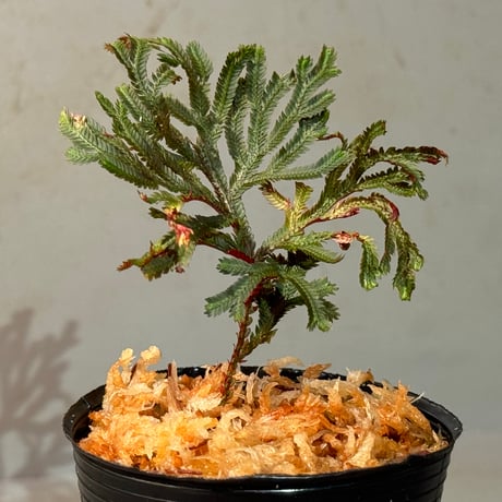 Selaginella erythropus