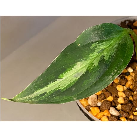 Aglaonema pictum "type Eureka" from Pulau Nias [AZ0512-10]