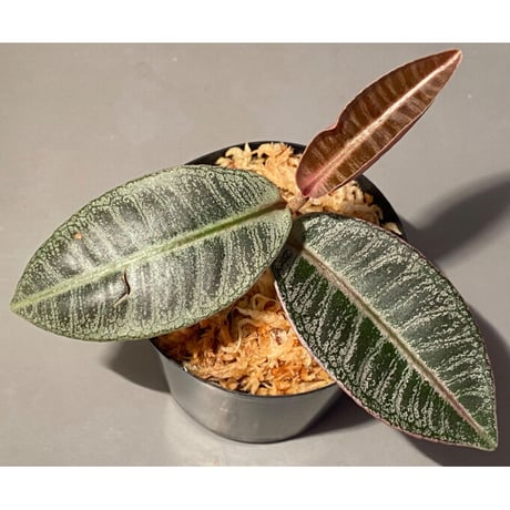 Labisia sp. from Riau