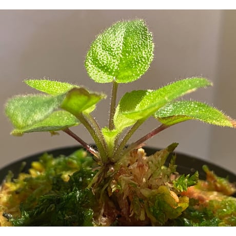 Gesneriaceae sp. from Kalimantan [NT ORCHID]