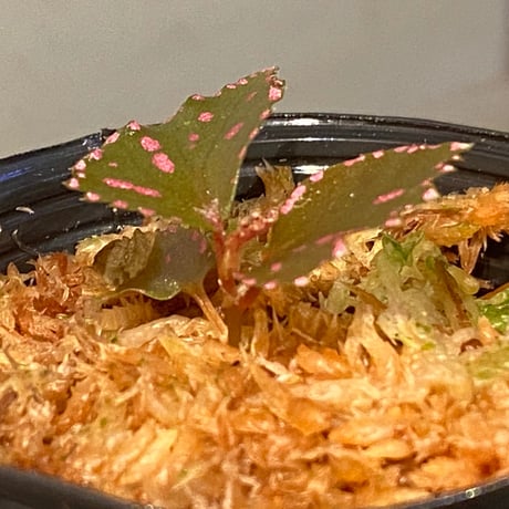 Begonia sp. ぼっち株 from Julau [R1214-01b]