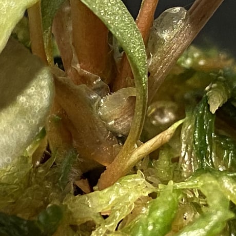 (3芽) Homalomena sp. "Shirogane" SRP from Pulau Lingga[HW1017-XX]