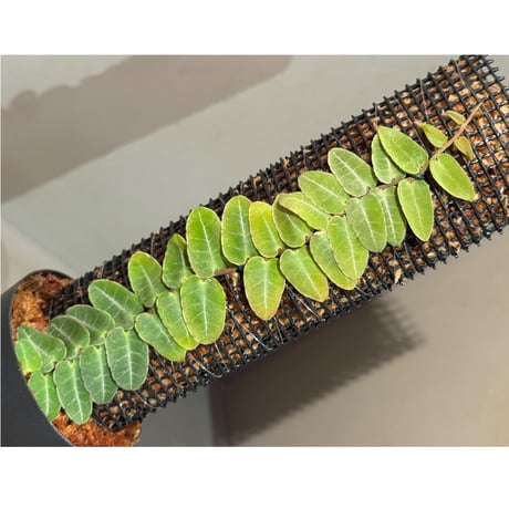 Marcgravia sp. from Iquitos Peru [tanakay]
