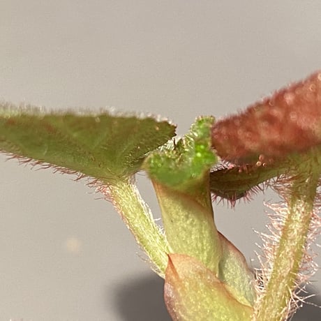 Begonia sp. from Manaus