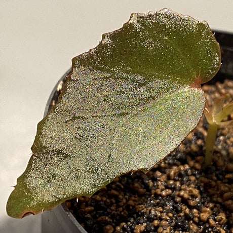 Begonia cf. laruei from Aceh sumatera [LA0216-02]