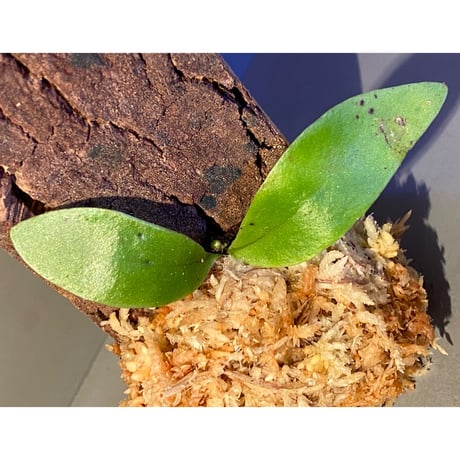 Asplenium sp. from Sangkhlaburi Kanchanaburi Thailand
