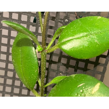 Aeschynanthus sp. from South Sulawesi [STRINGE PLANTS]