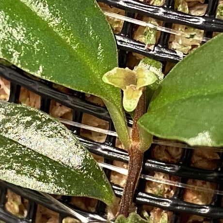 Medinilla sp. from Nueva Vizcaya Luzon Philippines