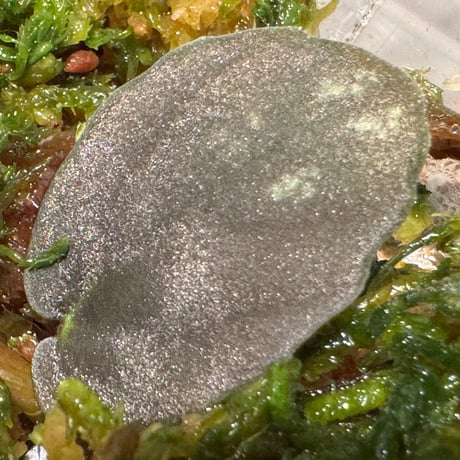 Pellionia sp. from Binh Dinh Vietnam
