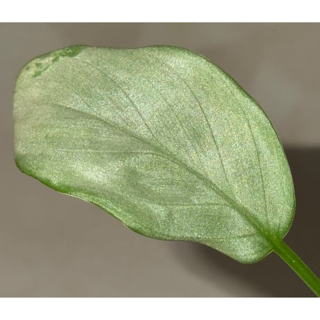 Homalomena sp. "Shirogane" SGG from Pulau Linga [HW1017-XX]