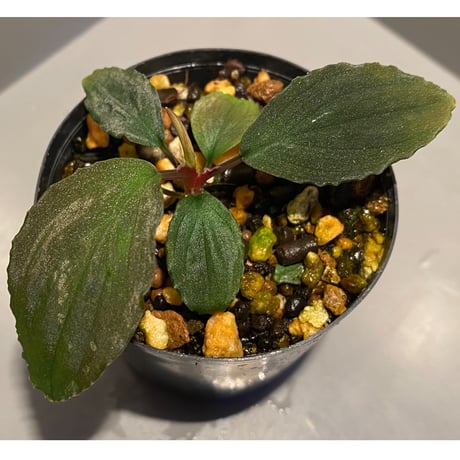Homalomena sp. Sabah-2 [R1217-01c]