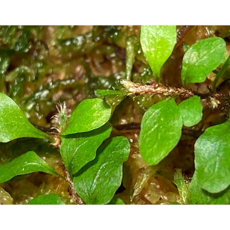 Microgramma heterophylla