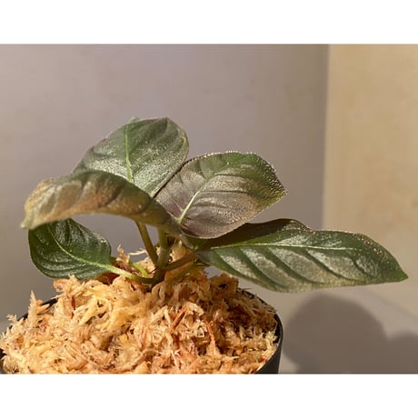 Ophiorrhiza sp. from Papua Barat [LA0319-01]