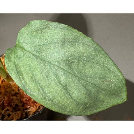 Homalomena sp. "Shirogane" SRP from Pulau Lingga[HW1017-XX]