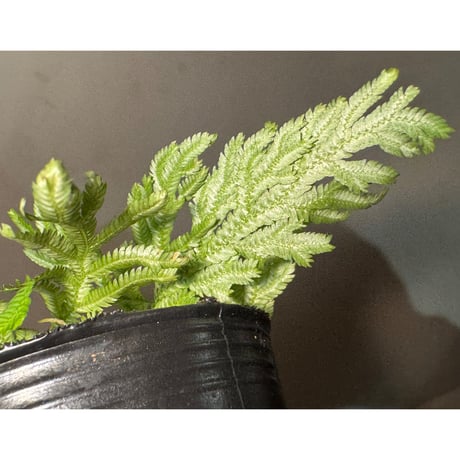 Selaginella biformis [STRINGE PLANTS]